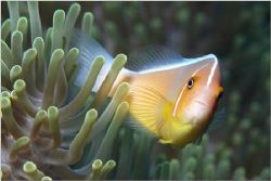 Palau, Micronesia, Clown fish in anemone, shot with Nikon... by Catherine Landa 